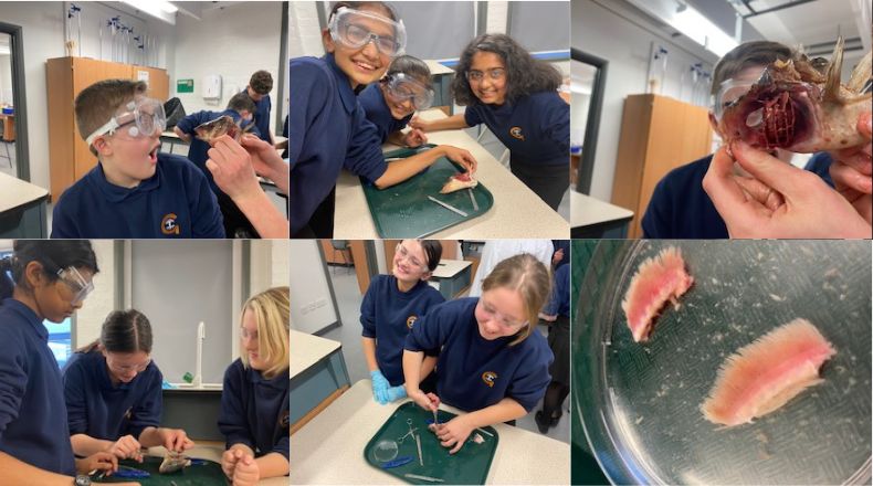 Dissection