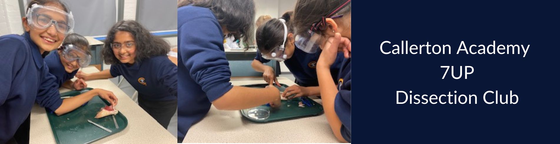 7UP Dissection Club